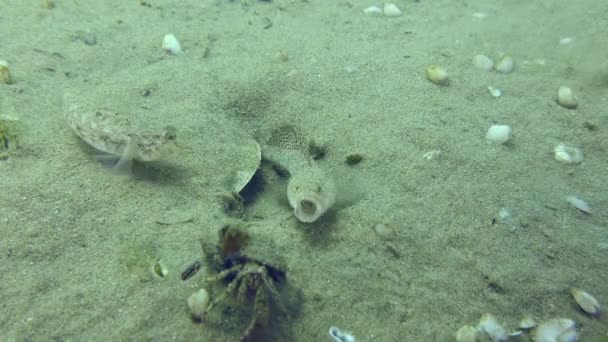 Breeding Marbled goby on a sandy sea bottom. — Stock Video