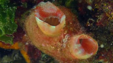 Kırmızı boğazlı ascidian bir taşın üzerinde, yakın plan..