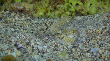 Mürekkep balığı kumlu deniz yatağına gömüldü..