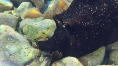 Kayalık zeminde Deniz Tavşanı.