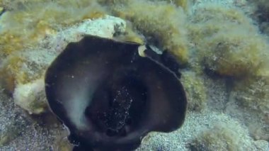 Deniz tavşanı deniz tabanında sürünüyor..