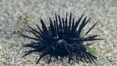 Deniz tabanında Karadeniz kestanesi.