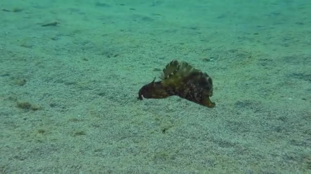 Seehase schwimmt über den sandigen Grund. — Stockvideo