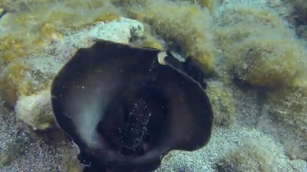 Sea Hare kryper längs havsbotten. — Stockvideo