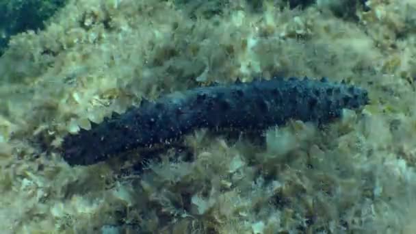 Concombre de mer fileur de coton en eau peu profonde. — Video