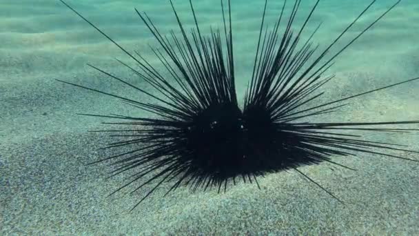 Urchin berduri panjang di dasar laut berpasir. — Stok Video