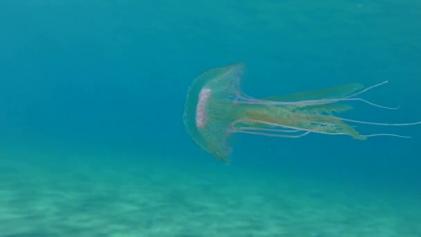 Mauve Stinger dans la colonne d'eau. — Video