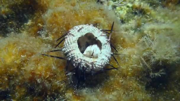 Verlorener Seeigel auf dem Meeresboden. — Stockvideo