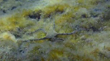 En altta kahverengi yosunlarla kaplı Brittle Star..