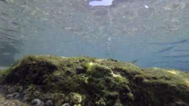 Kıyı kayalarıyla beslenen gri kefal balığı sürüsü.