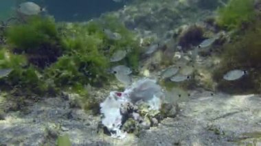 Bir deniz kabuğu sürüsü ölü balık yer..