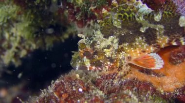 Kara Akrep Balığı deniz tabanında.