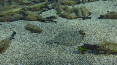 Kumlu deniz tabanında Büyük Gözlü Flounder.