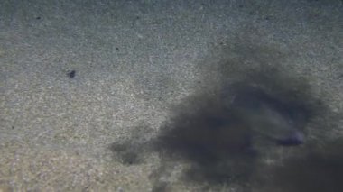 Mürekkep balığı kumlu zeminde maskelenmiş..