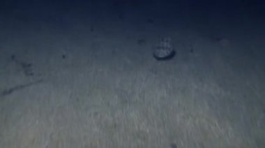 Kumlu deniz tabanında sıradan mürekkep balığı.