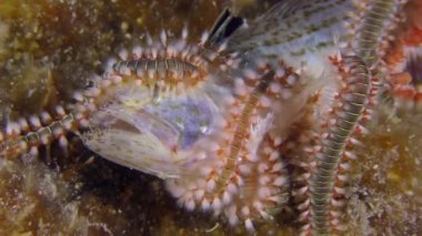 Çok sayıda Alev kurtçuğu deniz tabanında ölü balık yer..