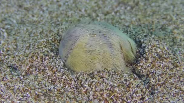 Szív Urchin a tengerfenéken. — Stock videók