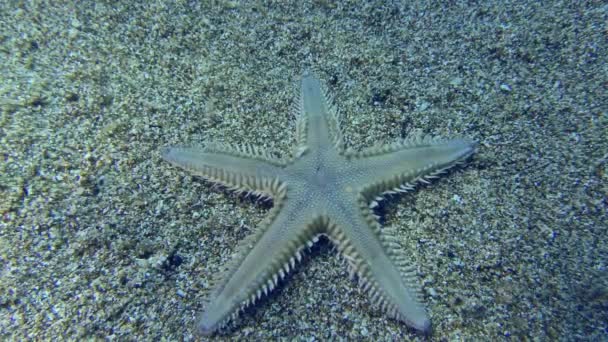 Estrella de mar de arena en un fondo marino arenoso. — Vídeo de stock