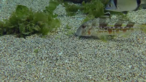 Cooperación de diferentes especies de peces. — Vídeo de stock