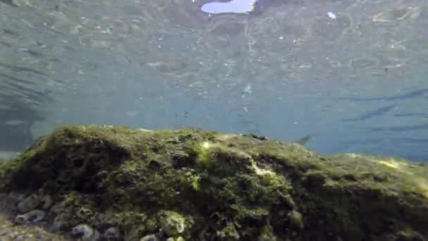Egy aranyszürke tengeri sügér iskola táplálkozik a part menti sziklákon.. — Stock videók