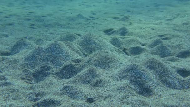 Pearly Razorfish en el fondo marino arenoso. — Vídeos de Stock