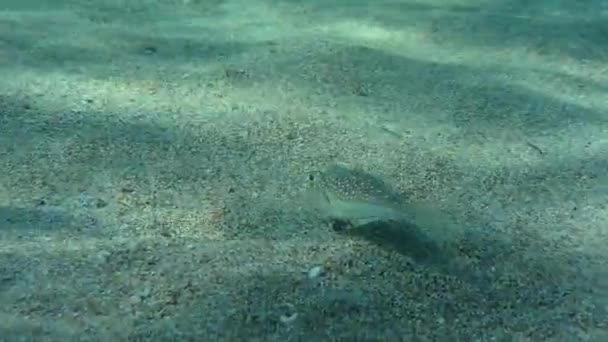 Toadfish on the sandy seabed. — Stock Video