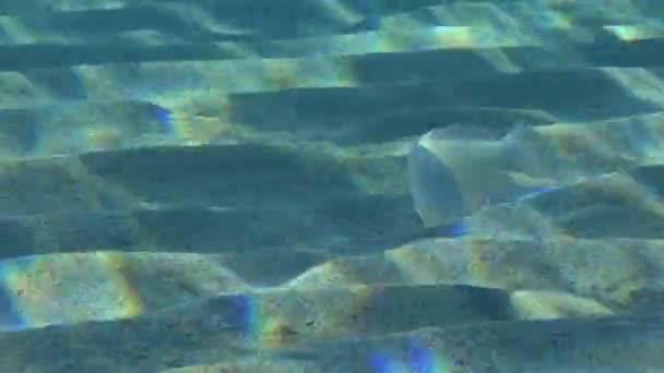 Razorka na písčitém mořském dně. — Stock video