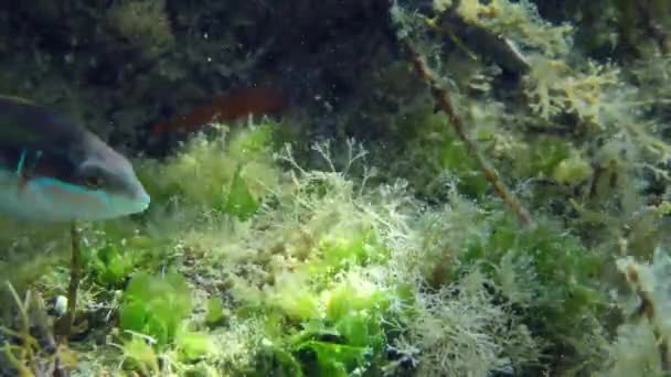 Rainbowfish en el fondo del mar. — Vídeo de stock