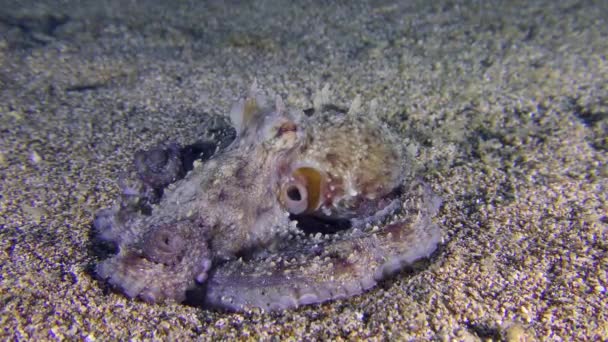 Octopus op de zandbodem. — Stockvideo