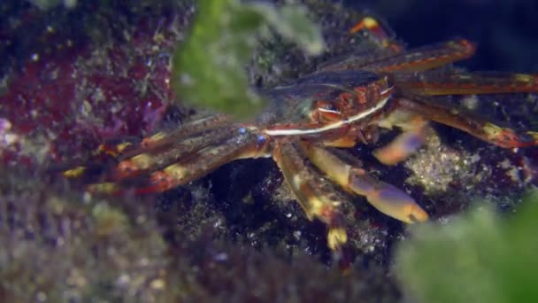 Urchin καβούρι μεταξύ των φυκιών. — Αρχείο Βίντεο