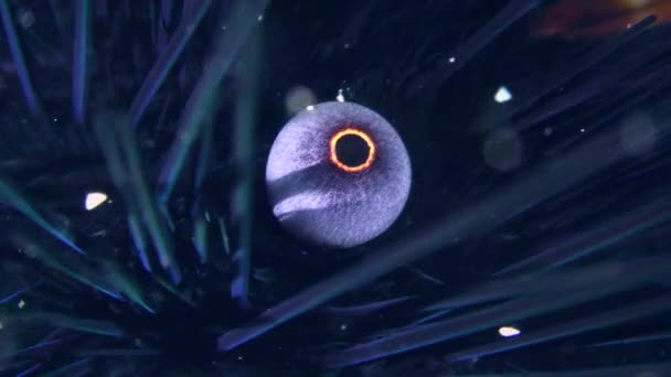 Black longspine urchin on sea bottom. — Stock Video
