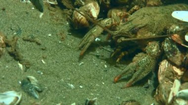 Avrupa kerevitleri deliğinde.