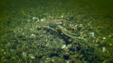Avrupa kerevitleri çerçeveyi terk eder.