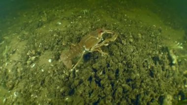 Avrupa kerevitleri dipte sürünüyor.