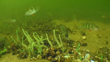 Nehrin dibindeki levrek ya da Avrupa levreği.