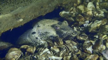 Dinyeper Nehri 'ndeki bir sualtı arkeoloji sahasında yaşayan su canlıları..