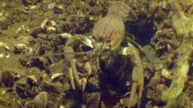 Nehrin dibinde Avrupa Kerevit ya da Geniş Pençeli Kerevit (Astacus astacus).