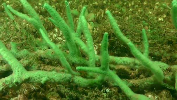 Hábitat de agua dulce (Spongilla sp.) en el fondo del río. — Vídeos de Stock