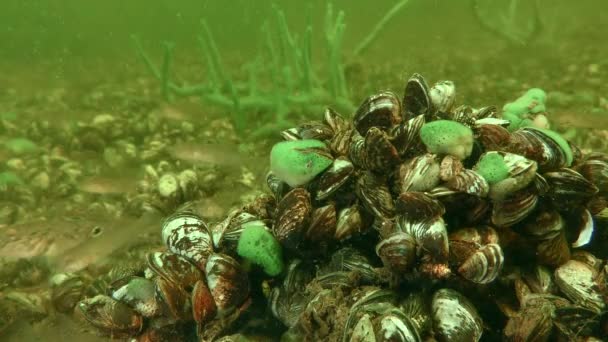 Specie non autoctone: Zebra Mussel (Dreissena polymorpha). — Video Stock