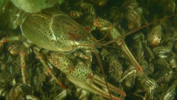 European Crayfish on the river bottom, close-up. — стокове відео