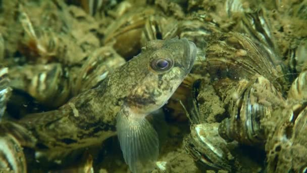 Racer goby o Goad goby en el lecho del río. — Vídeo de stock