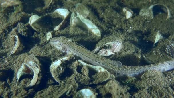 Spined Loach a folyó fenekén. — Stock videók