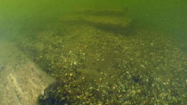 Ricerca archeologica dell'antica nave in legno dei cosacchi nel fiume Dnieper. — Video Stock