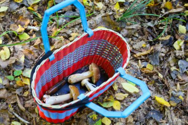 Orman zemininde duran parlak renkli dokuma sepetinin (kırmızı ve mavi) genel görünümü, içinde taze toplanmış yabani mantarlar bulunan sarı ve kahverengi yapraklarla kaplıdır..