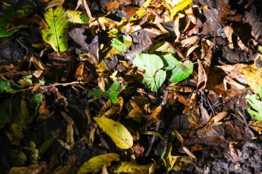 Orman zemininin yukarıdan görünüşü, tamamen kurumuş yapraklarla kaplı sarı, kahverengi ve yeşil tonlarda, zengin bir doku yaratıyor. Yaprak halının üzerine düşen güneş ışığı ve gölgeler sonbahar veya yaz sonlarının atmosferini yakalıyor.