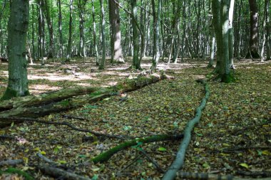Parlak güneşli bir günde yoğun bir yaprak döken orman, yeşil yapraklı uzun ağaçların doğal bir tepe örtüsü oluşturduğunu gösterir. Zemin kurumuş yapraklar ve dallarla kaplıdır, çürüyen kütükler de dahil olmak üzere.