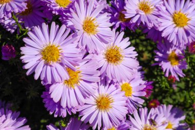 Parlak güneş ışığında sarı merkezleri olan canlı mor ya da eflatun asterlerden oluşan yakın çekim, sonbahar çiçeklerinin dokulu ve zengin bir görüntüsünü oluşturur. Uzun yapraklı çiçekler, sonbaharın güzelliğini ve zenginliğini yansıtan yoğun bir halıda sergilenir. 