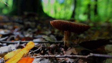Sonbahar ormanı canlanır: Düşen yapraklar arasında büyüyen kahverengi bir mantarın yakın çekimi. Sıcak ışık ağaçların arasından süzülüp doğanın sessizliğini ve sükunetini vurguluyor.