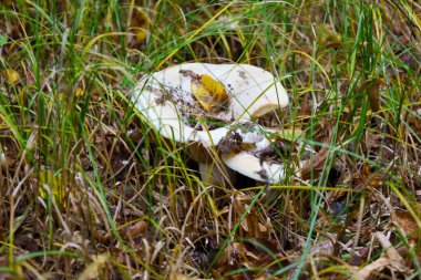 Two large, light-colored milk-cap mushrooms (Gruzdi or Podgruzdok) are partially hidden beneath a layer of green and dry grass and autumn leaves.