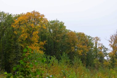 A forest edge beneath a gray sky showcases the contrasting transition from deep green to bright yellow and orange autumn foliage. This seasonal landscape illustrates the natural change of colors in a mixed woodland in early fall.